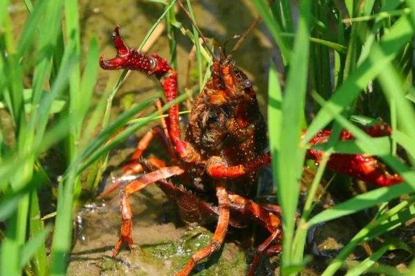 北方能養(yǎng)殖小龍蝦嗎