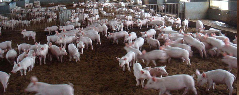 用食醋防治仔豬拉稀，可用食用醋兌水給仔豬飲用