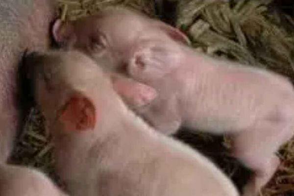 用食醋防治仔豬拉稀