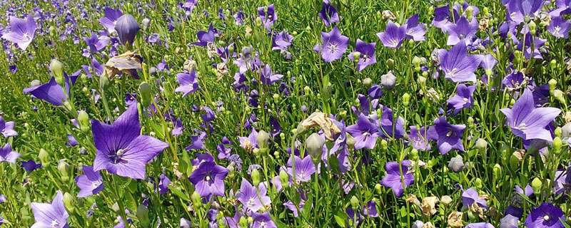 桔梗種植技術(shù)及畝收益,一般在2至3萬元左右