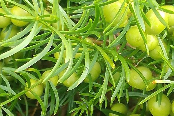 三年天冬畝產量產值