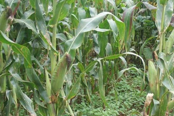 賣化肥的順口溜