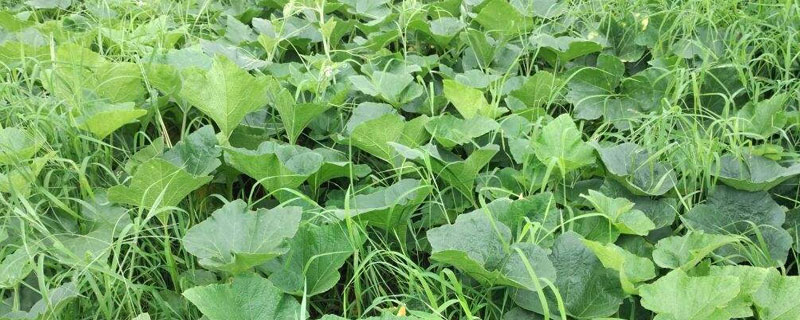 立春后種植什么蔬菜,這些蔬菜具有一定抗寒能力