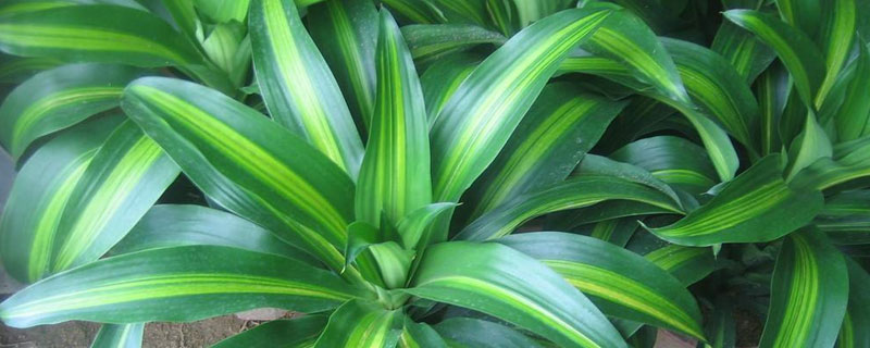 美人鐵的養殖方法，半干半濕宜施薄肥