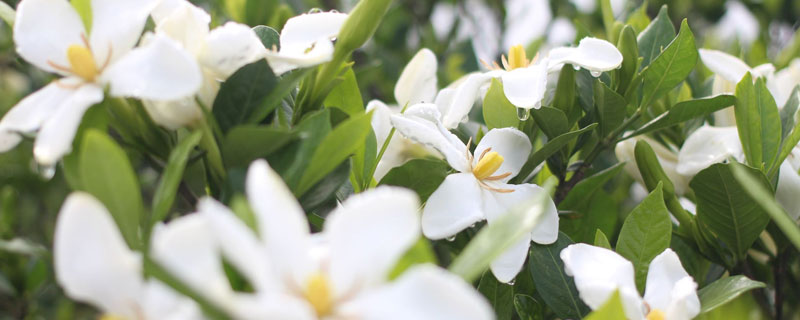 冬天梔子花的養(yǎng)殖方法和注意事項，一個月左右澆一次水