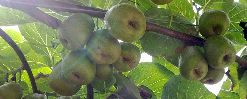 紅心獼猴桃樹苗種植方法,價格賣4至6元一棵