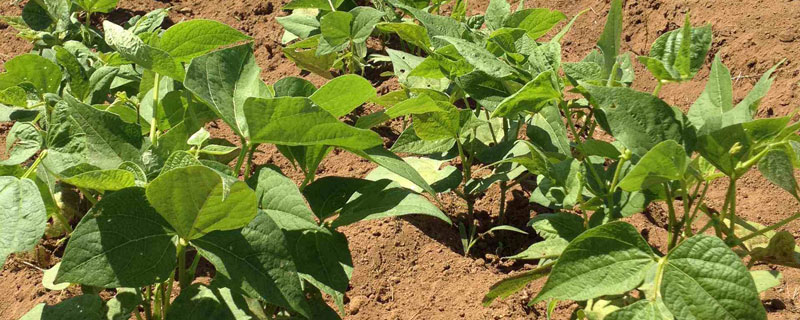 施肥診斷法是什么意思？主要有土壤和根外兩種診斷法