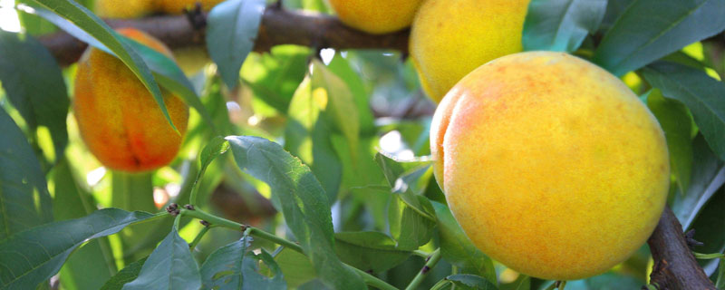 種植黃桃有利潤嗎？技術(shù)好畝利潤可達(dá)2萬元以上