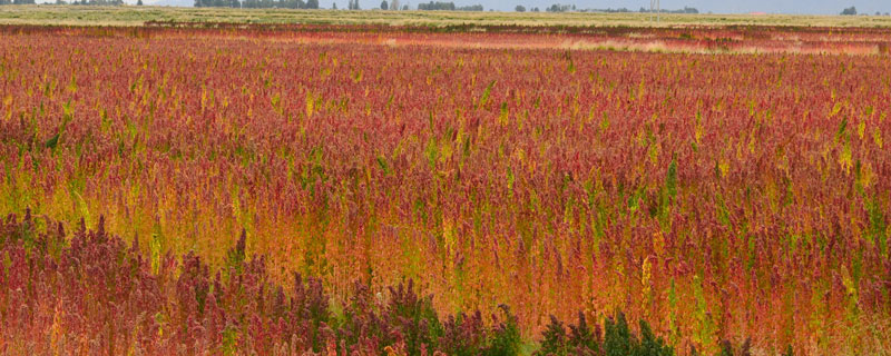 藜麥種植時間，一般在春末時節種植