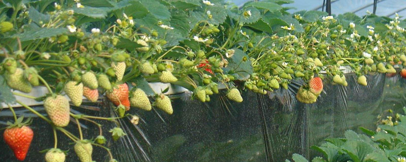 草莓灰霉病特效藥，主要用異菌脲、菌核凈、咯菌腈及多抗霉素