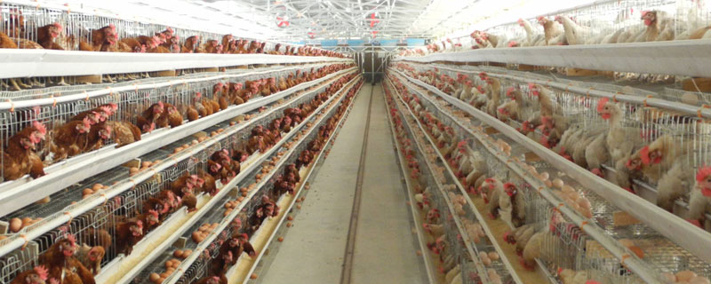 規模養殖場標準，大小數量是如何界定的？