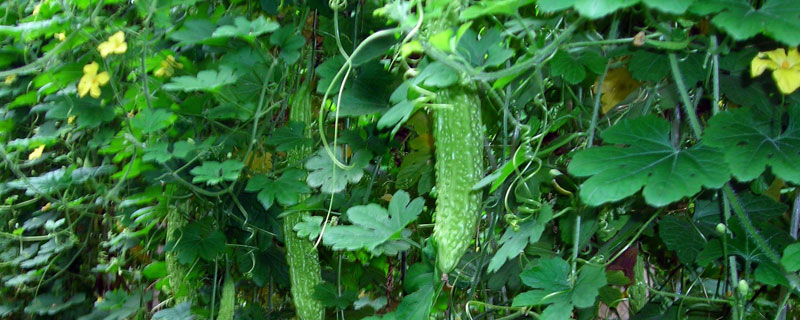 苦瓜露地種植技術，3月底播種，后期綁蔓上架
