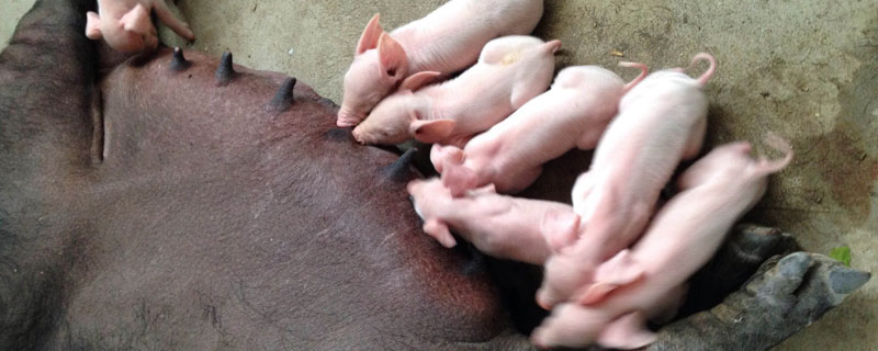 母豬產后沒奶有啥方法？5個母豬的催奶方法
