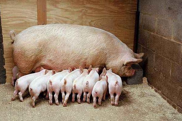 母豬產后沒奶有啥方法