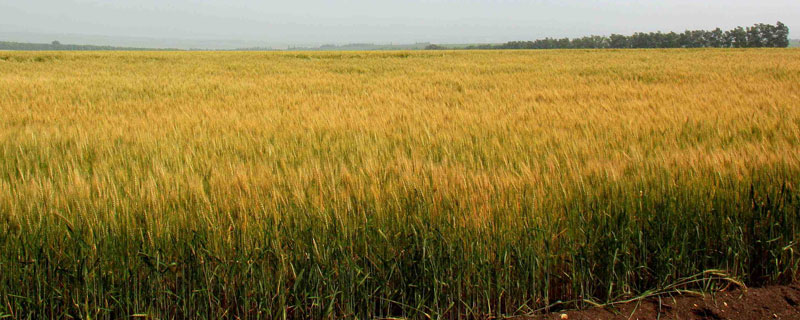 華北平原熟制，一年兩熟或兩年三熟