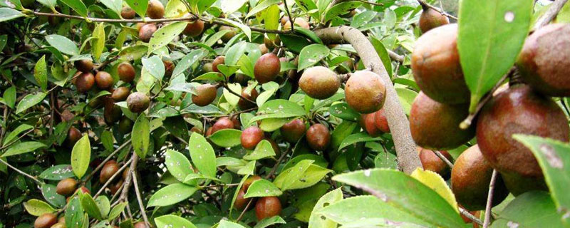 湘林210油茶產(chǎn)量，出油率高產(chǎn)品性能好