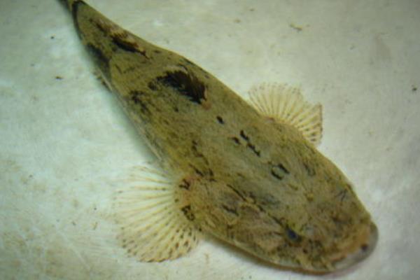 筍殼魚的養(yǎng)殖技術(shù)