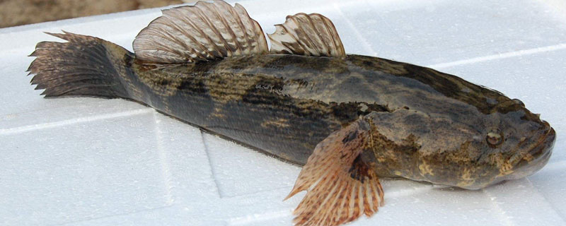 筍殼魚的養(yǎng)殖技術(shù)，溫度不低于22度，密度每畝約3500尾