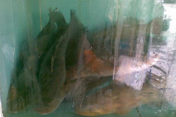 筍殼魚的養(yǎng)殖技術(shù)