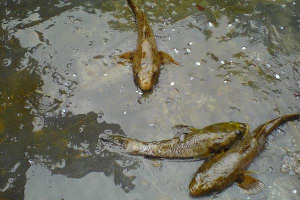 筍殼魚的養(yǎng)殖技術(shù)