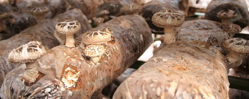 種植香菇需要投入多少？成本利潤分析