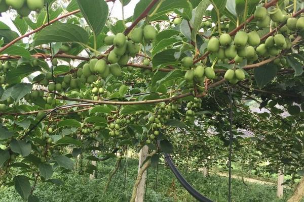 軟棗獼猴桃山地人工栽培技術