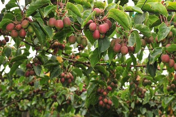 軟棗獼猴桃山地人工栽培技術