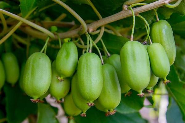 軟棗獼猴桃山地人工栽培技術