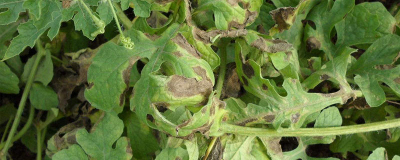 苯甲嘧菌酯治什么病，對(duì)西瓜炭疽病和蔓枯病有特效