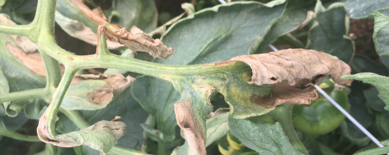 絡(luò)氨銅防治哪些病害？附使用注意事項(xiàng)