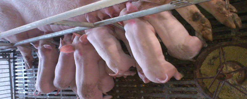 母豬吃什么奶水多？奶水少怎么辦？附原因及解決辦法