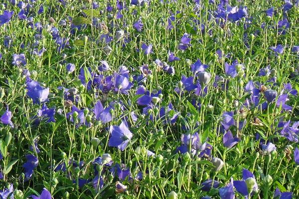 防風種植技術要點