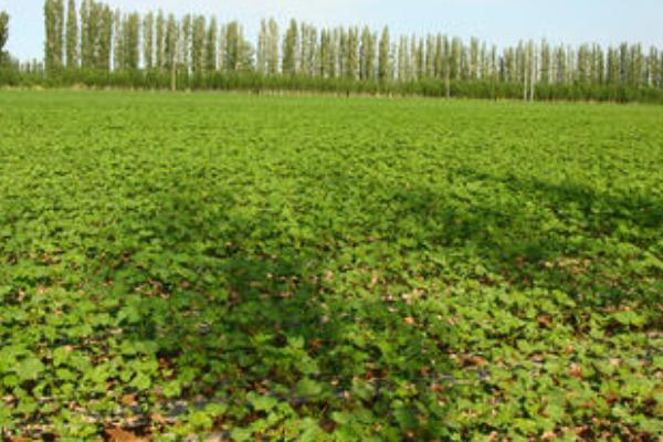 防風種植技術要點