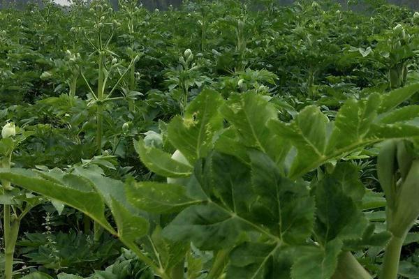 防風種植技術要點