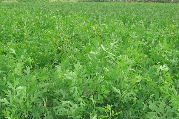 防風種植技術要點