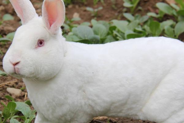 農村養殖小投資創業項目