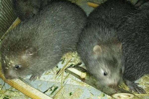 農村養殖小投資創業項目