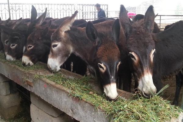 農村養殖小投資創業項目