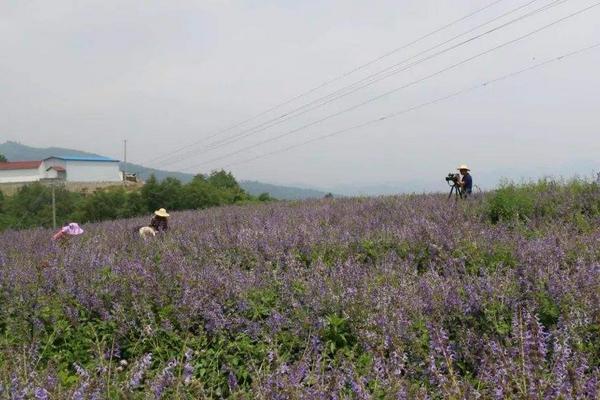 丹參種植技術(shù)及畝收益