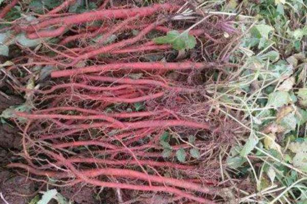 丹參種植技術(shù)及畝收益