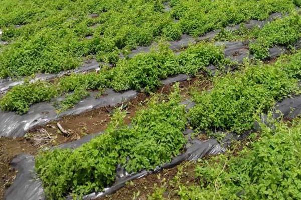 丹參種植技術(shù)及畝收益