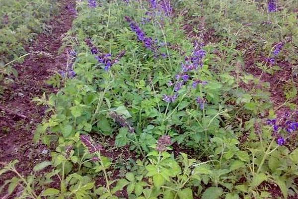 丹參種植技術(shù)及畝收益