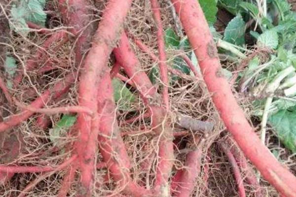 丹參種植技術(shù)及畝收益