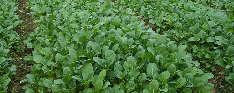 三月份適合種植的蔬菜有哪些?南方和北方均有多種