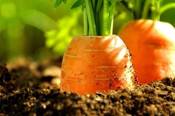 三月份適合種植的蔬菜