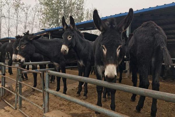農村養殖扶貧項目