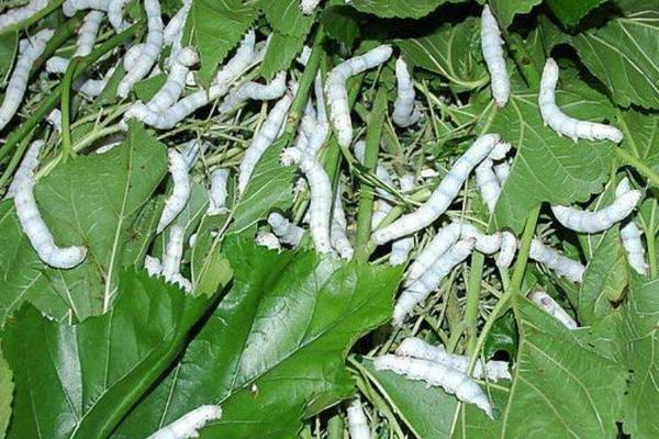 農村養殖扶貧項目