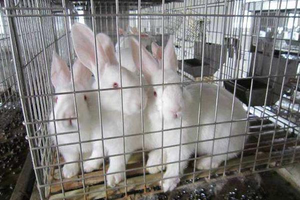 農村養殖扶貧項目