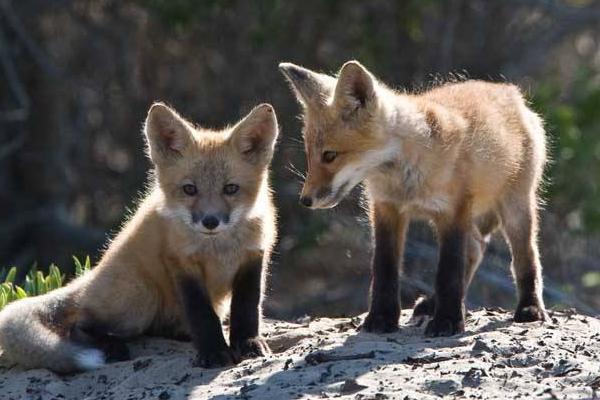 農村養殖扶貧項目
