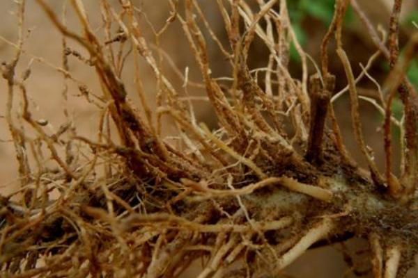 番茄根腐病特效藥